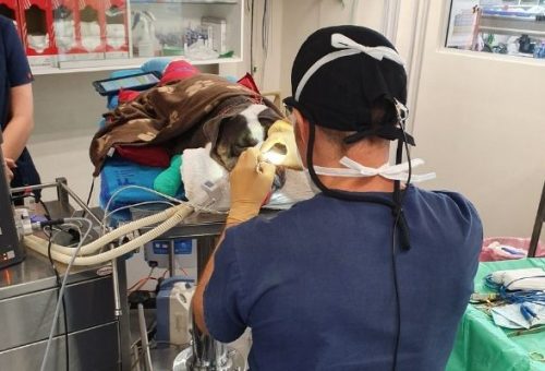Vets | Referral process and mobile pet care | VSOS